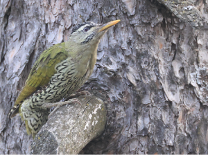 Scaly-bellied Woodpecker, 鳞腹绿啄木鸟, Picus squamatus-gallery-6