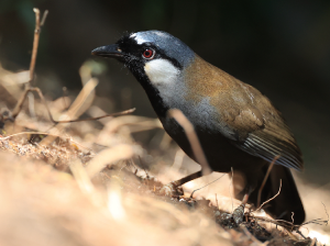 Black-throated Laughingthrush, 黑喉噪鹛, Pterorhinus chinensis-gallery-12
