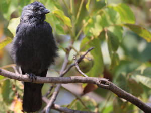 Western Jackdaw, 寒鸦, Coloeus monedula-gallery-5