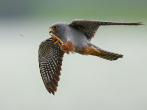 Red-footed Falcon, Red-footed Falcon, Falco vespertinus-gallery-85