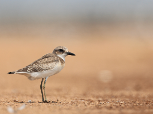 Lesser Sand Plover, 蒙古沙鸻, Charadrius mongolus-gallery-7