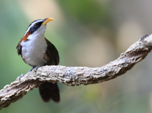 White-browed Scimitar Babbler, 灰头钩嘴鹛, Pomatorhinus schisticeps-gallery-5