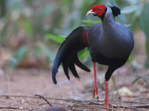 Siamese Fireback, 戴氏火背鹇, Lophura diardi-gallery-18
