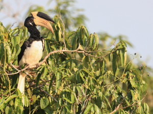 Malabar Pied Hornbill, 印度冠斑犀鸟, Anthracoceros coronatus-gallery-49