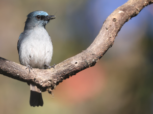 Dull-blue Flycatcher, 暗蓝仙鹟, Eumyias sordidus-gallery-9