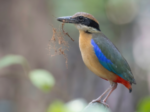 Mangrove Pitta, 红树八色鸫, Pitta megarhyncha-gallery-0