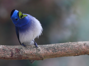 Black-naped Monarch, 黑枕王鹟, Hypothymis azurea-gallery-13