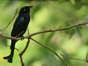 Sulawesi Spangled Drongo, 蓝点辉卷尾, Dicrurus bracteatus-gallery-8