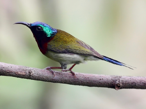 Fork-tailed Sunbird, 叉尾太阳鸟, Aethopyga christinae-gallery-16