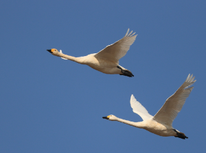 Tundra Swan, 小天鹅, Cygnus columbianus-gallery-26