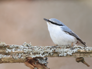 Eurasian Nuthatch, 普通?, Sitta europaea-gallery-33