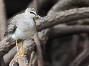 Grey-tailed Tattler, 灰尾漂鹬, Tringa brevipes-gallery-12