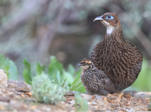 Himalayan Monal, 棕尾虹雉, Lophophorus impejanus-gallery-14