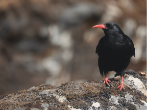 Red-billed Chough, 红嘴山鸦, Pyrrhocorax pyrrhocorax-gallery-21
