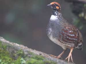 Hill Partridge, 环颈山鹧鸪, Arborophila torqueola-gallery-28