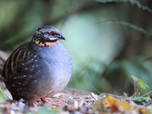 Rufous-throated Partridge, 红喉山鹧鸪, Arborophila rufogularis-gallery-7