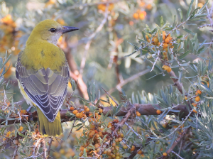 Indian Golden Oriole, 印度金黄鹂, Oriolus kundoo-gallery-47