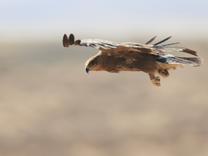 Steppe Eagle, 草原雕, Aquila nipalensis-gallery-2