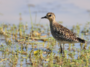 Pacific Golden Plover, 金斑鸻, Pluvialis fulva-gallery-32