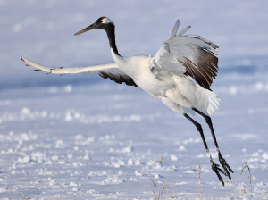 Red-crowned Crane, 丹顶鹤, Grus japonensis-gallery-27