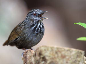 Annam Limestone Babbler, 越南灰岩鹪鹛, Gypsophila annamensis-gallery-43