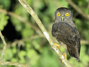Hume’s Hawk Owl, 休氏鹰鸮, Ninox obscura-gallery-1