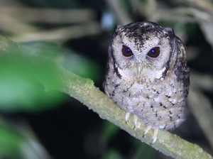 Collared Scops Owl, 领角鸮, Otus lettia-gallery-9