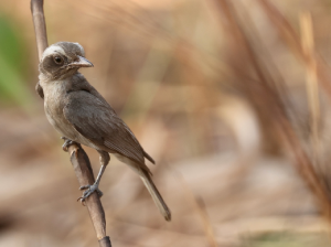 Common Woodshrike, 林鵙, Tephrodornis pondicerianus-gallery-43
