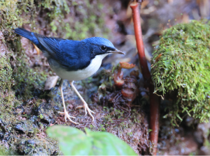 Siberian Blue Robin, 蓝歌鸲, Larvivora cyane-gallery-7
