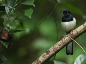 Andaman Shama, 安达曼鹊鸲, Copsychus albiventris-gallery-18