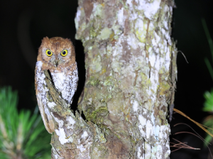 Oriental Scops Owl, 红角鸮, Otus sunia-gallery-5