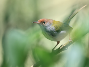 Common Tailorbird, 长尾缝叶莺, Orthotomus sutorius-gallery-12