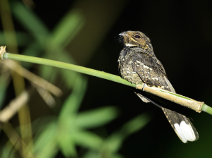 Andaman Nightjar, 安达曼夜鹰, Caprimulgus andamanicus-gallery-8