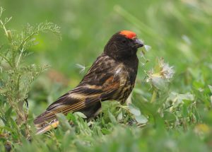Red-fronted Serin-gallery-30