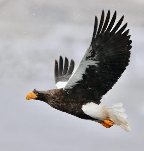 Steller’s Sea Eagle-gallery-44