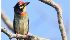 Coppersmith Barbet, 彩鹳, Mycteria leucocephala-gallery-33