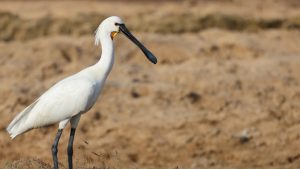 Eurasian Spoonbill, 白琵鹭, Platalea leucorodia-gallery-32