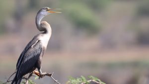 Oriental Darter, 黑腹蛇鹈, Anhinga melanogaster-gallery-31