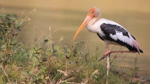 Painted Stork, 彩鹳, Mycteria leucocephala-gallery-30
