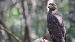 Crested Serpent Eagle, 蛇雕, Spilornis cheela-gallery-29