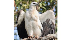 White-bellied Sea Eagle, 白腹海雕, Haliaeetus leucogaster-gallery-28