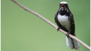 White-browed Fantail, 白眉扇尾鹟, Rhipidura aureola-gallery-26