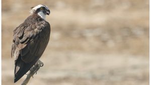 Western Osprey, 鹗, Pandion haliaetus-gallery-24