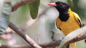 Black-hooded Oriole, 黑头黄鹂, Oriolus xanthornus-gallery-25