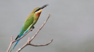Blue-tailed Bee-eater, 栗喉蜂虎, Merops philippinus-gallery-23