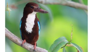 White-throated Kingfisher, 白胸翡翠, Halcyon smyrnensis-gallery-34