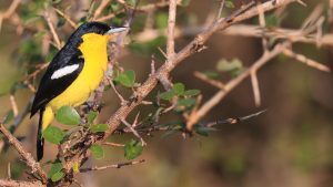 Common Iora, 黑翅雀鹎, Aegithina tiphia-gallery-21