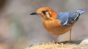 Orange-headed Thrush, 橙头地鸫, Geokichla citrina-gallery-19