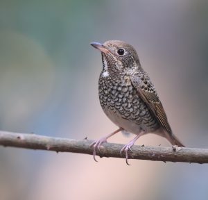 White-throated Rock Thrush, 白喉矶鸫, Monticola gularis-gallery-20