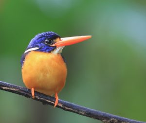 Moluccan Dwarf Kingfisher, 矮三趾翠鸟, Ceyx lepidus-gallery-34